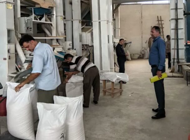 آغاز گشت نظارتی شالیکوبی‌های لاهیجان؛ بررسی نرخ تبدیل شلتوک به برنج سفید