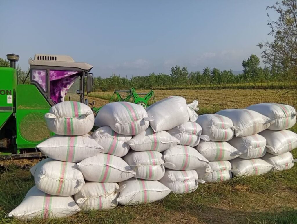 93f67297 eb7c 4e8f 8974 e78a2491e900 1 - پایش مزارع طرح جهش تولید در پهمدان لاهیجان؛ تأکید بر حفظ رطوبت شالیزارها در مرحله پر شدن دانه