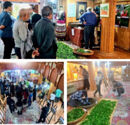 طلوع دوباره میراث سبز کاشف/ باززنده‌سازی مهارت کهن فرآوری چای دستی در لاهیجان