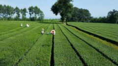 آغاز چین دوم در باغات چای/ تولید بالغ بر ۵۰ هزار تن برگ سبز